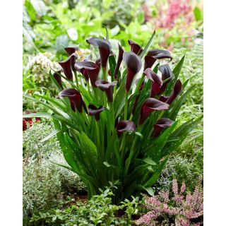 Calla Odessa - GIGA paczka! - 50 szt.