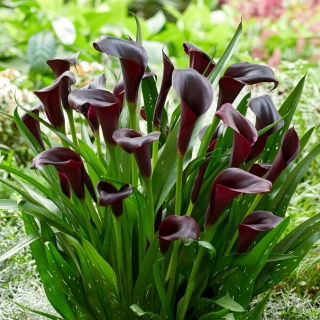 Calla Odessa - GIGA paczka! - 50 szt.