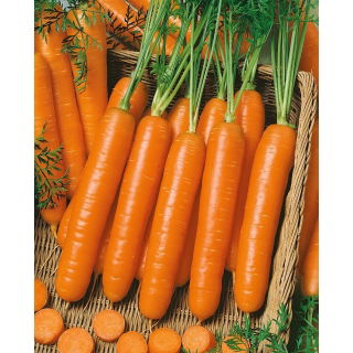 Marchew Berlikumer 2 - późna - 50 gram