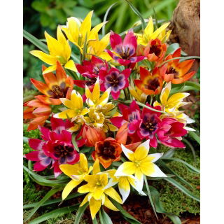 Zestaw - Tulipan Tarda, Tulipan Little Beauty i Tulipan Little Princess -15 szt.