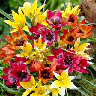Zestaw - Tulipan Tarda, Tulipan Little Beauty i Tulipan Little Princess -15 szt.