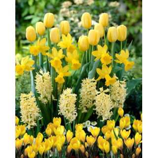 Zestaw - Tulipan Golden Parade, Narcyz Spring Sunshine, Hiacynt Yellowstone i Krokus Żółty - 23 szt.