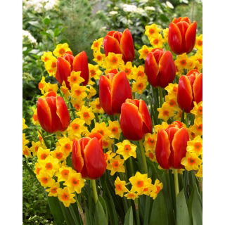 Zestaw - Narcyz Falconet i Tulipan World Favourite - 10 szt.