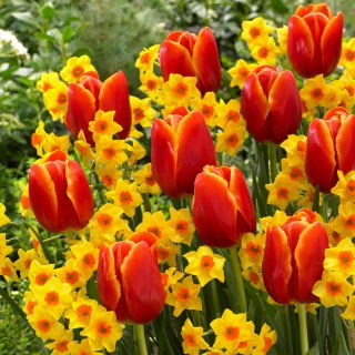 Zestaw - Narcyz Falconet i Tulipan World Favourite - 10 szt.