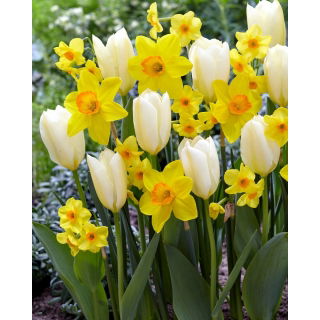 Zestaw - Narcyz Martinette, Narcyz Red Devon i Tulipan Purissima - 15 szt.