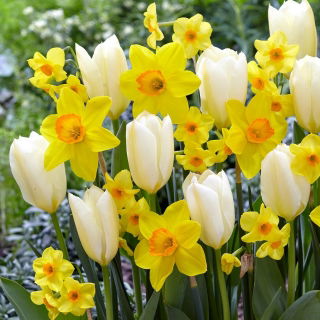 Zestaw - Narcyz Martinette, Narcyz Red Devon i Tulipan Purissima - 15 szt.