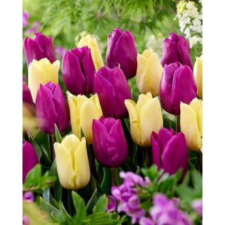 Zestaw - Tulipan Sunny Prince i Tulipan Negrita - 10 szt.