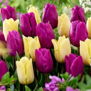 Zestaw - Tulipan Sunny Prince i Tulipan Negrita - 10 szt.