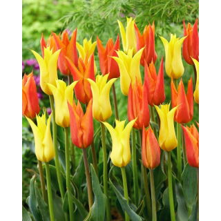 Zestaw - Tulipan Ballerina i Tulipan Schiedam - 10 szt.