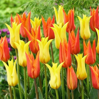 Zestaw - Tulipan Ballerina i Tulipan Schiedam - 10 szt.