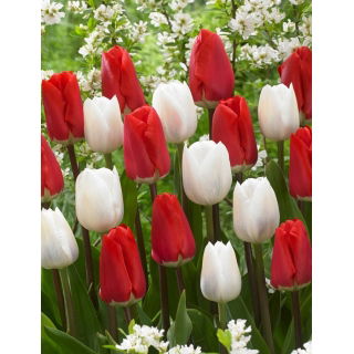Zestaw - Tulipan Darwidesign i Tulipan White Prince - 10 szt.
