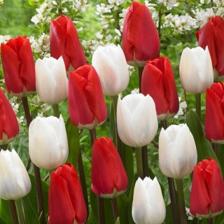 Zestaw - Tulipan Darwidesign i Tulipan White Prince - 10 szt.