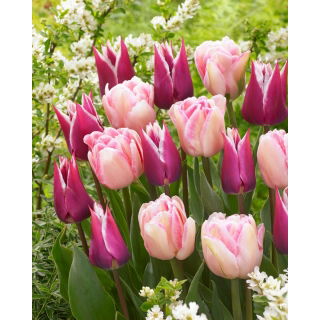 Zestaw - Tulipan Claudia i Tulipan Foxtrot - 10 szt.