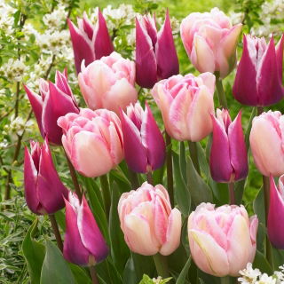 Zestaw - Tulipan Claudia i Tulipan Foxtrot - 10 szt.