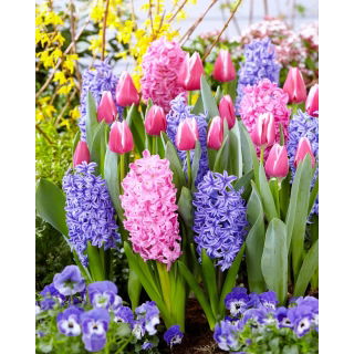 Zestaw - Hiacynt Delft Blue, Hiacynt Scarlet Pearl i Tulipan Jefgenia - 11 szt.