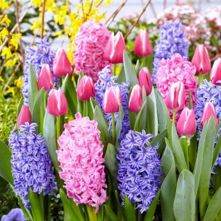 Zestaw - Hiacynt Delft Blue, Hiacynt Scarlet Pearl i Tulipan Jefgenia - 11 szt.