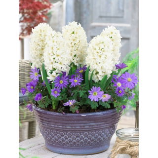 Zestaw - Hiacynt White Pearl i Zawilec grecki - Blue Shades - 11 szt.