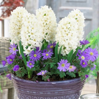 Zestaw - Hiacynt White Pearl i Zawilec grecki - Blue Shades - 11 szt.