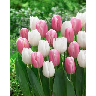 Zestaw - Tulipan Kasia i Tulipan White Prince - 10 szt.