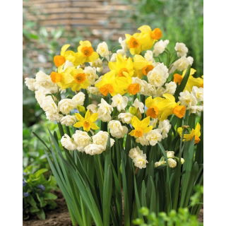 Zestaw - Narcyz Erlicheer i Narcyz Spring Sunshine - 10 szt.