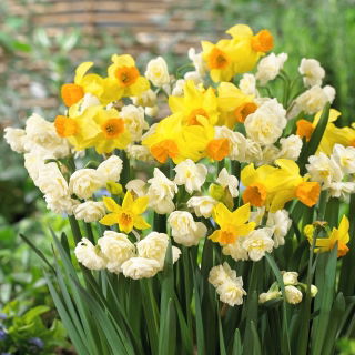 Zestaw - Narcyz Erlicheer i Narcyz Spring Sunshine - 10 szt.