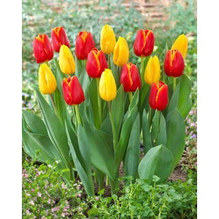 Zestaw - Tulipan Strong Gold i Tulipan World Favourite - 10 szt.
