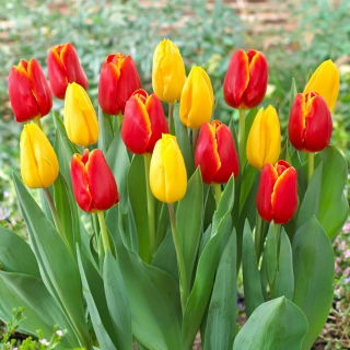 Zestaw - Tulipan Strong Gold i Tulipan World Favourite - 10 szt.