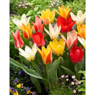 Zestaw - Tulipan Concerto, Tulipan Job's Memory, Tulipan Zombie i Tulipan Mieke Telkamp - 20 szt.