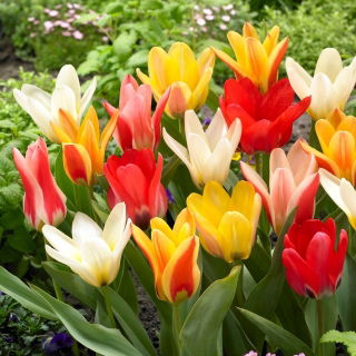 Zestaw - Tulipan Concerto, Tulipan Job's Memory, Tulipan Zombie i Tulipan Mieke Telkamp - 20 szt.