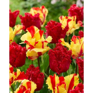 Zestaw - Tulipan Barbados i Tulipan Flaming Parrot - 10 szt.