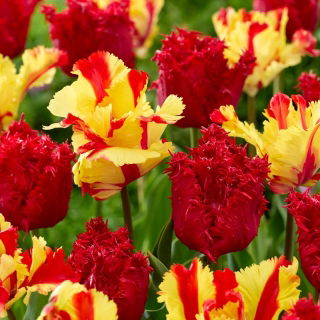 Zestaw - Tulipan Barbados i Tulipan Flaming Parrot - 10 szt.