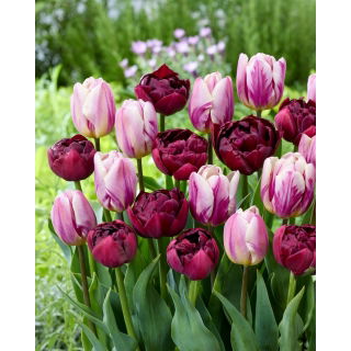 Zestaw - Tulipan Alison Bradley i Tulipan Flaming Flag - 10 szt.