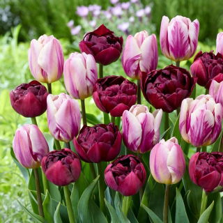 Zestaw - Tulipan Alison Bradley i Tulipan Flaming Flag - 10 szt.