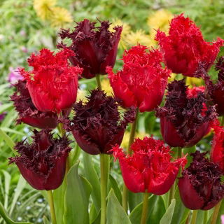 Zestaw - Tulipan Barbados i Tulipan Labrador - 10 szt.