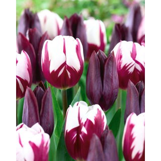 Zestaw - Tulipan Indeland i Tulipan Rems Favourite - 10 szt.
