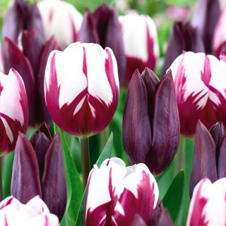 Zestaw - Tulipan Indeland i Tulipan Rems Favourite - 10 szt.