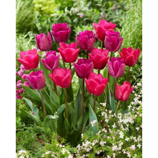 Zestaw - Tulipan Bullit i Tulipan Purk - 10 szt.