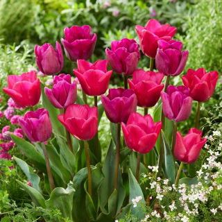 Zestaw - Tulipan Bullit i Tulipan Purk - 10 szt.