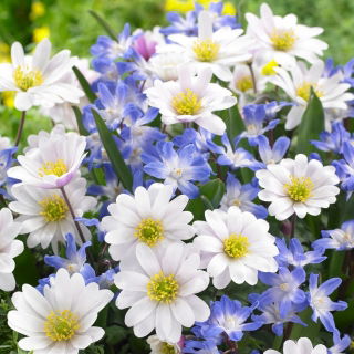 Zestaw - Śnieżnik niebieski i Zawilec grecki White Splendour - 18 szt.