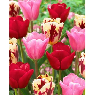 Zestaw - Tulipan Heleen Valstar, Tulipan Argos i Tulipan Grand Perfection - 15 szt.