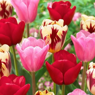 Zestaw - Tulipan Heleen Valstar, Tulipan Argos i Tulipan Grand Perfection - 15 szt.