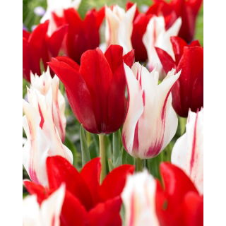 Zestaw - Tulipan Marilyn i Tulipan Pieter De Leur - 10 szt.