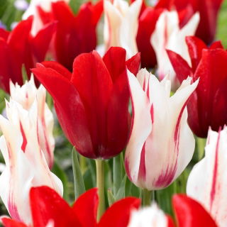 Zestaw - Tulipan Marilyn i Tulipan Pieter De Leur - 10 szt.