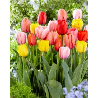 Zestaw - Tulipan Ad Rem, Apeldorn, Jaap Groot, Salmon Impression i Apricot Impression - 25 szt.