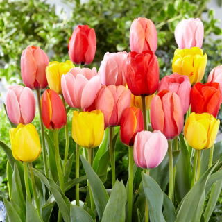 Zestaw - Tulipan Ad Rem, Apeldorn, Jaap Groot, Salmon Impression i Apricot Impression - 25 szt.