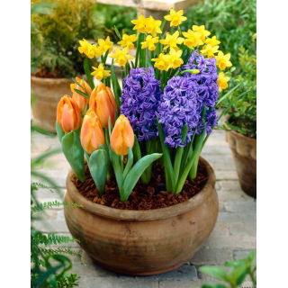 Zestaw - Hiacynt Blue Pearl, Narcyz Tete-a-Tete i Tulipan Greigii orange - 13 szt.