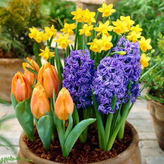 Zestaw - Hiacynt Blue Pearl, Narcyz Tete-a-Tete i Tulipan Greigii orange - 13 szt.