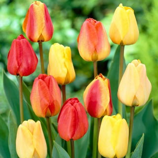 Zestaw - Tulipan Apeldorn, Tulipan Golden Apeldoorn i Tulipan Blushing Apeldoorn - 15 szt.