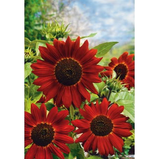 Słonecznik Velvet Queen