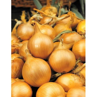 Cebula Sochaczewska - 100 gram